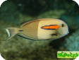 Acanthurus olivaceus 
