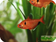 Hyphessobrycon serpae
