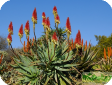 Aloe