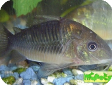 Brochis splendens (B. coeruleus)
