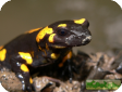 Salamandra salamandra