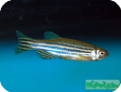 Brachydanio rerio