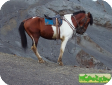 Ява Пони (Java Pony)