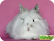 Белые пуховые (The white feather rabbit)