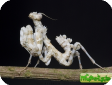 Blepharopsis mendica 