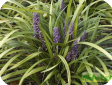 Liriope