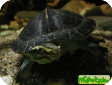 Orlitia borneensis (Калимантанская)