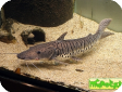 Pseudoplatystoma fasciatum