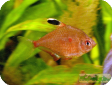 Hyphessobrycon erythrostigma