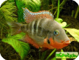 Thorichthys meeki