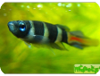 Pseudepiplatys annulatus
