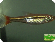 Rasbora borapetensis
