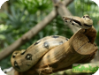 Boa constrictor