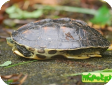 Ocadia sinensis (Китайская полосатошеяя)