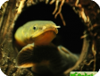 Erpetoichthys calabaricus (Calamoichthys calabaricus)