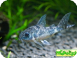 Corydoras paleatus