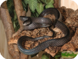 Boiga gemmicincta