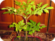 Amorphohpallus Blume