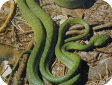Boiga guangxiensis