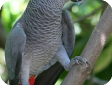 Psittacus erithacus