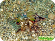 Odontodactylus scyllarus 