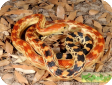 Pituophis melanoleucus