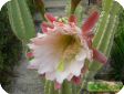 Cereus