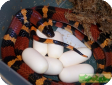 Lampropeltis triangulum annulata
