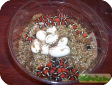 Lampropeltis triangulum nelsoni