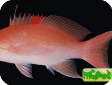 Pseudanthias luzonensis 