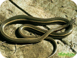 Psammophis sudanensis