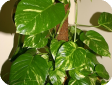 Syngonium Schott