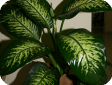 Dieffenbachia