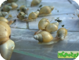 Achatina iredalei (Белая (лимонная) ахатина)