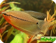 Trichogaster leerii