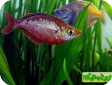 Glossolepis incisus