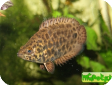 Ctenopoma acutirostre