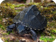 Sternotherus odoratus 