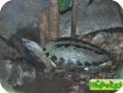 Callagur borneoensis