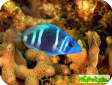 Hypoplectrus indigo 