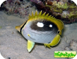 Chaetodon melannotus 