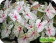 Caladium bicolor