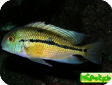  Cichlasoma sp.