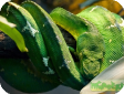 Corallus caninus