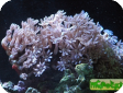 Cornularia sp. 
