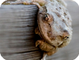Osteopilus septentrionalis