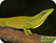 Anolis coelestinus