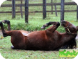 Американская стандартбредная (American Standardbred) 
