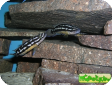 Julidochromis transcriptus
