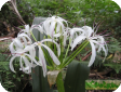 Crinum